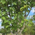 Acer rubrum 'Summer Red' - 6