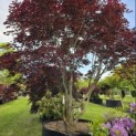 Acer palmatum 'Fireglow' - 3