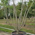 Rhus typhina - 1