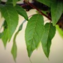 Prunus serrula - 2