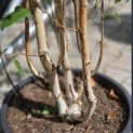 Betula utilis 'Doorenbos' - 3