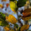 Fagus sylvatica - Foto 1