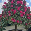 Rhododendron Yakushimanum ‘Fantastica' - 2