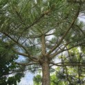 Pinus nigra subsp. Nigra - 4