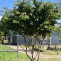 Parrotia persica - 4
