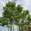 Heptacodium miconioides - 1