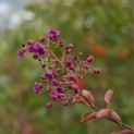 Lagerstroemia indica 'Benoit' - Foto 1