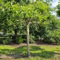 Platanus hispanica - 1
