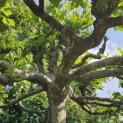 Platanus hispanica - 2