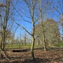 Carpinus betulus - 3