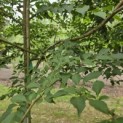 Styrax japonicus - 2