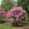 Rhododendron ponticum 'Roseum' - Foto 5
