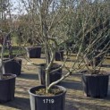 Magnolia 'Susan' - 1719 februari 2024