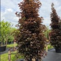 Acer plat. 'Crimson King' - juni 2026