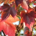 Acer Rubrum. - impressie diversiteit herfstkleuren