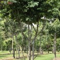 Parrotia persica - 4
