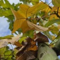 Firmiana simplex - 1
