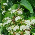 Heptacodium miconioides - bloesem