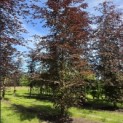 Fagus sylvatica 'Atropunicea' - 1