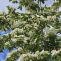 Cornus kousa 'Venus' - 2