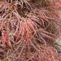 Acer palmatum 'Dragon's fire' - 5
