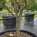 Acer palmatum 'Osakazuki - 2