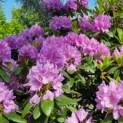 Rhododendron 'Catawbiense Grandiflorum' - Afbeelding 5