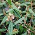 Viburnum 'Pragense' - 3