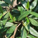 Viburnum 'Pragense' - 2