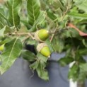 Quercus ilex - 5