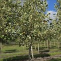 Liriodendron tulipifera 'Snowbird' - Foto 1