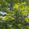 Gleditsia triacanthos 'Sunburst' - Foto 4