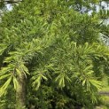 Cedrus deodara - 4