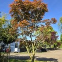 Acer palmatum Masu-kagami - 2