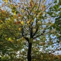 Fagus sylvatica - 1