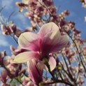 Magnolia 'Soulangeana' - Foto 2