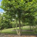 Platanus x hispanica - Foto 1