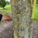 Carpinus betulus Fastigiata - stamomtrek september 2026