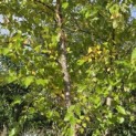 Betula nigra - Foto 5