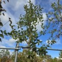 Malus domestica 'Jonagold' - Foto 2