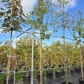 Malus domestica 'Jonagold' - Foto 1