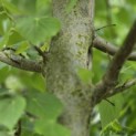 Tilia mongolica 'Buda' - Foto 3