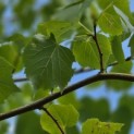 Tilia mongolica 'Buda' - Foto 4