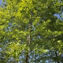 Quercus Palustris - 5
