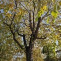 Betula nigra - 259 nov 2023