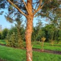 Pinus sylvestris 'Glauca' - 5