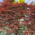 Acer palmatum 'Garnet' - Foto 2