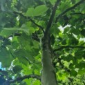 Platanus x hispanica - Afbeelding 3