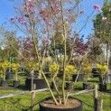 Magnolia 'Betty' - 1