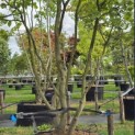 Parrotia persica - 1